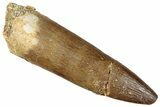 Fossil Plesiosaur (Zarafasaura) Tooth - Morocco #296343-1